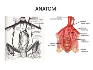 ANATOMI
 