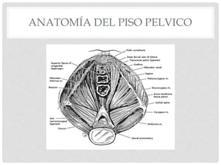 ANATOMÍA DEL PISO PELVICO
 