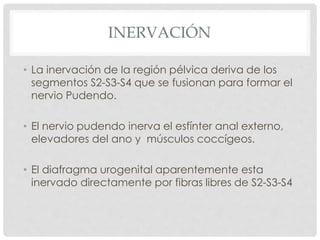 INERVACIÓN
• La inervación de la región pélvica deriva de los
segmentos S2-S3-S4 que se fusionan para formar el
nervio Pudendo.
• El nervio pudendo inerva el esfínter anal externo,
elevadores del ano y músculos coccígeos.
• El diafragma urogenital aparentemente esta
inervado directamente por fibras libres de S2-S3-S4
 