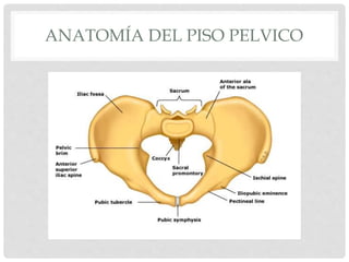 ANATOMÍA DEL PISO PELVICO
 