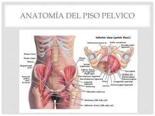 ANATOMÍA DEL PISO PELVICO
 