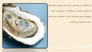 Quando um grão de areia a penetra, as células do
nácar começam a trabalhar e cobrem o grão de
areia com camadas e mais camadas, para proteger
o indefeso corpo da ostra.
 
