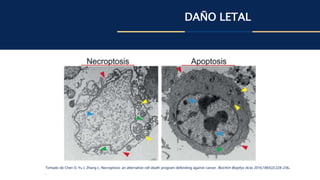 DAÑO LETAL
Tomado de Chen D, Yu J, Zhang L. Necroptosis: an alternative cell death program defending against cancer. Biochim Biophys Acta. 2016;1865[2]:228-236.
.
 