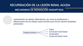RECUPERACIÓN DE LA LESIÓN RENAL AGUDA
MECANISMOS DE REPARACIÓN INADAPTADA
reclutamiento de células inflamatorias, así como la proliferación y
diferenciación de las células supervivientes para formar túbulos epiteliales
polarizados
• Edad
• la función renal basal
• la duración
• el tipo de lesión renal
1
Factores clinicos
 