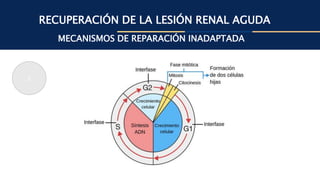 RECUPERACIÓN DE LA LESIÓN RENAL AGUDA
MECANISMOS DE REPARACIÓN INADAPTADA
2
 