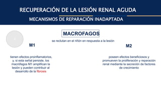 RECUPERACIÓN DE LA LESIÓN RENAL AGUDA
MECANISMOS DE REPARACIÓN INADAPTADA
MACROFAGOS
M1 M2
se reclutan en el riñón en respuesta a la lesión
tienen efectos proinflamatorios,
y, si esta señal persiste, los
macrófagos M1 amplifican la
lesión y pueden contribuir al
desarrollo de la fibrosis
poseen efectos beneficiosos y
promueven la proliferación y reparación
renal mediante la secreción de factores
de crecimiento
3
 
