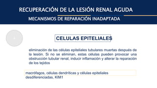 RECUPERACIÓN DE LA LESIÓN RENAL AGUDA
MECANISMOS DE REPARACIÓN INADAPTADA
CELULAS EPITELIALES
4
eliminación de las células epiteliales tubulares muertas después de
la lesión. Si no se eliminan, estas células pueden provocar una
obstrucción tubular renal, inducir inflamación y alterar la reparación
de los tejidos
macrófagos, células dendríticas y células epiteliales
desdiferenciadas, KIM1
 
