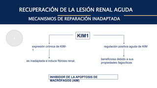 RECUPERACIÓN DE LA LESIÓN RENAL AGUDA
MECANISMOS DE REPARACIÓN INADAPTADA
KIM1
4
expresión crónica de KIM-
1
es inadaptada e induce fibrosis renal,
regulación positiva aguda de KIM
beneficiosa debido a sus
propiedades fagocíticas
INHIBIDOR DE LA APOPTOSIS DE
MACRÓFAGOS (AIM)
 