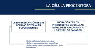LA CÉLULA PROGENITORA
DESDIFERENCIACIÓN DE LAS
CÉLULAS EPITELIALES
SUPERVIVIENTES
MIGRACIÓN DE LOS
PRECURSORES DE CÉLULAS
EPITELIALES APROPIADOS A
LOS TÚBULOS DAÑADOS
• células epiteliales tubulares renales
• células progenitoras renales específicas
• células madre mesenquimales derivadas de la
médula ósea
 