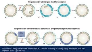 Tomado de Chang-Panesso M, Humphreys BD. Cellular plasticity in kidney injury and repair. Nat Rev
Nephrol. 2017;13[1]:39-46.)
 