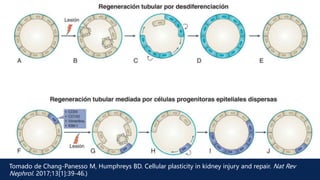 Tomado de Chang-Panesso M, Humphreys BD. Cellular plasticity in kidney injury and repair. Nat Rev
Nephrol. 2017;13[1]:39-46.)
 