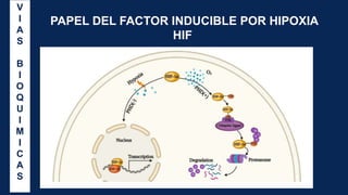 PAPEL DEL FACTOR INDUCIBLE POR HIPOXIA
HIF
V
I
A
S
B
I
O
Q
U
I
M
I
C
A
S
 