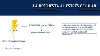 LA RESPUESTA AL ESTRÉS CELULAR
RESPUESTA ADAPTATIVA
LESION
RESPUESTA INADAPTATIVA
Resolucion normal
Reparacion defectuosa
mejorar la capacidad de plegamiento de
la proteína y reducir el estrés del RE
pueden constituir nuevos mecanismos
para prevenir la recuperación
deteriorada.
 