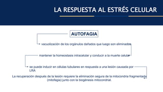 LA RESPUESTA AL ESTRÉS CELULAR
AUTOFAGIA
vacuolización de los orgánulos dañados que luego son eliminados
mantener la homeostasis intracelular y conducir a la muerte celular
se puede inducir en células tubulares en respuesta a una lesión causada por
LRA
La recuperación después de la lesión requiere la eliminación segura de la mitocondria fragmentada
(mitofagia) junto con la biogénesis mitocondrial.
 