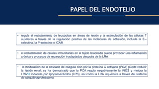 PAPEL DEL ENDOTELIO
• regula el reclutamiento de leucocitos en áreas de lesión y la estimulación de las células T
auxiliares a través de la regulación positiva de las moléculas de adhesión, incluida la E--
selectina, la P-selectina e ICAM
• el reclutamiento de células inmunitarias en el tejido lesionado puede provocar una inflamación
crónica y procesos de reparación inadaptados después de la LRA
• la modulación de la cascada de coagula ción por la proteína C activada (PCA) puede reducir
la lesión renal; se ha demostrado que la PCA regula negativamente la iNOS y mejora la
LRA52 inducida por lipopolisacáridos (LPS), así como la LRA isquémica a través del sistema
de ubiquitinaproteasoma
 