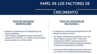 PAPEL DE LOS FACTORES DE
CRECIMIENTO
Factor de crecimiento
epidérmico EGF
Factor de crecimiento de
tipo insulina-1
• Estimula la proliferación de múltiples tipos de
células epiteliales.
• EGF activa la señalización celular activando el
receptor EGF (EGFR), un receptor tirosina cinasa
que se expresa en el riñón adulto
• su receptor se expresa abundantemente en las
células del túbulo proximal
• las células inflamatorias reclutadas, como los
macró fagos, producen IGF1, einduce la
expresión de EGFR y puede aumentar la
proliferación de las células tubulares restantes
a través de la señalización de EGFR.
• promueve el flujo sanguíneo renal y conduce a
un aumento en la tasa de filtración glomerular,
 