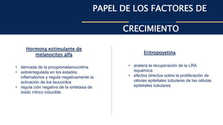 PAPEL DE LOS FACTORES DE
CRECIMIENTO
Hormona estimulante de
melanocitos alfa Eritropoyetina
• derivada de la proopiomelanocortina
• sobrerregulada en los estados
inflamatorios y regula negativamente la
activación de los leucocitos
• regula ción negativa de la sintetasa de
óxido nítrico inducible
• acelera la recuperación de la LRA
isquémica
• efectos directos sobre la proliferación de
células epiteliales tubulares de las células
epiteliales tubulares
 