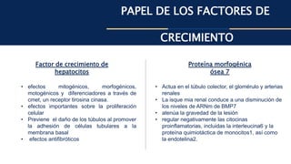 PAPEL DE LOS FACTORES DE
CRECIMIENTO
Factor de crecimiento de
hepatocitos
Proteína morfogénica
ósea 7
• Actua en el túbulo colector, el glomérulo y arterias
renales
• La isque mia renal conduce a una disminución de
los niveles de ARNm de BMP7
• atenúa la gravedad de la lesión
• regular negativamente las citocinas
proinflamatorias, incluidas la interleucina6 y la
proteína quimiotáctica de monocitos1, así como
la endotelina2.
• efectos mitogénicos, morfogénicos,
motogénicos y diferenciadores a través de
cmet, un receptor tirosina cinasa.
• efectos importantes sobre la proliferación
celular
• Previene el daño de los túbulos al promover
la adhesión de células tubulares a la
membrana basal
• efectos antifibróticos
 