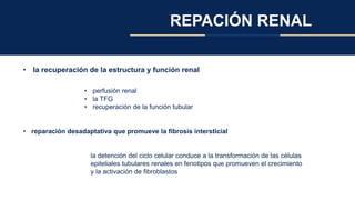 REPACIÓN RENAL
• la recuperación de la estructura y función renal
• perfusión renal
• la TFG
• recuperación de la función tubular
• reparación desadaptativa que promueve la fibrosis intersticial
la detención del ciclo celular conduce a la transformación de las células
epiteliales tubulares renales en fenotipos que promueven el crecimiento
y la activación de fibroblastos
 