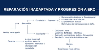REPARACIÓN INADAPTADA Y PROGRESIÓN A ERC
Lesión renal aguda
Resolución
Completa
Incompleta
Enfermedad renal crónica
Depende
A nivel tisular del
equilibrio entre la
reparación adaptativa s
y la reparación
inadaptada .
Procesos
- Recuperación rápida de la Función renal
- La resolución de la inflación
- La proliferación tubular
- Disminución de biomarcadores de daño.
- Disfunción renal
- Desarrollo de fibrosis intersticial
- Expresión persistente de factores fibrogenicos
- Resolución retardada de la inflamación
Genera
 