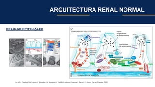 ARQUITECTURA RENAL NORMAL
CELULAS EPITELIALES
Yu ASL, Chertow GM, Luyckx V, Marsden PA, Skorecki K, Taal MW, editores. Brenner Y Rector. El Rinon. 11a ed. Elsevier; 2021.
 
