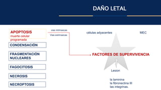 DAÑO LETAL
APOPTOSIS
muerte celular
programada
CONDENSACIÓN
FRAGMENTACIÓN
NUCLEARES
FAGOCITOSIS
FACTORES DE SUPERVIVENCIA
células adyacentes MEC
la laminina
la fibronectina III
las integrinas.
NECROSIS
NECROPTOSIS
vias intrinsecas
Vias extrinsecas
Lesion
 