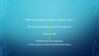 RRD cause cytokines to leak in subretinal space
RPE cells stimulated, lose cell-cell adhesion
Undergo EMT
Proliferation and migration
(in the vitreous cavity and detached retina)
 