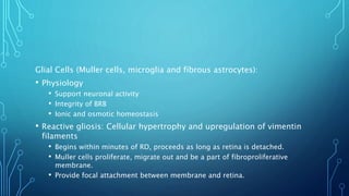 Glial Cells (Muller cells, microglia and fibrous astrocytes):
• Physiology
• Support neuronal activity
• Integrity of BRB
• Ionic and osmotic homeostasis
• Reactive gliosis: Cellular hypertrophy and upregulation of vimentin
filaments
• Begins within minutes of RD, proceeds as long as retina is detached.
• Muller cells proliferate, migrate out and be a part of fibroproliferative
membrane.
• Provide focal attachment between membrane and retina.
 