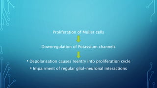 Proliferation of Muller cells
Downregulation of Potassium channels
• Depolarisation causes reentry into proliferation cycle
• Impairment of regular glial-neuronal interactions
 