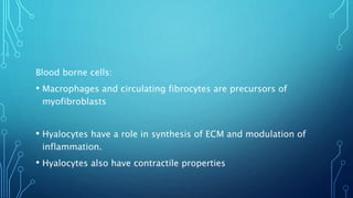 Blood borne cells:
• Macrophages and circulating fibrocytes are precursors of
myofibroblasts
• Hyalocytes have a role in synthesis of ECM and modulation of
inflammation.
• Hyalocytes also have contractile properties
 