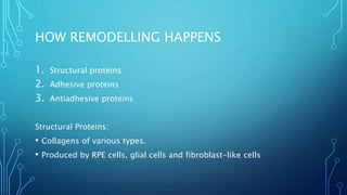 HOW REMODELLING HAPPENS
1. Structural proteins
2. Adhesive proteins
3. Antiadhesive proteins
Structural Proteins:
• Collagens of various types.
• Produced by RPE cells, glial cells and fibroblast-like cells
 