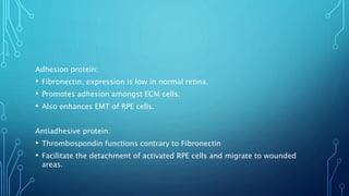 Adhesion protein:
• Fibronectin, expression is low in normal retina.
• Promotes adhesion amongst ECM cells.
• Also enhances EMT of RPE cells.
Antiadhesive protein:
• Thrombospondin functions contrary to Fibronectin
• Facilitate the detachment of activated RPE cells and migrate to wounded
areas.
 