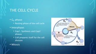 THE CELL CYCLE
• G0 phase:
• Resting phase of the cell cycle
• Interphase:
• Gap1, Synthesis and Gap2
phases
• Cell prepares itself for the cell
division
• Mitosis
 
