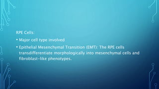 RPE Cells:
• Major cell type involved
• Epithelial Mesenchymal Transition (EMT): The RPE cells
transdifferentiate morphologically into mesenchymal cells and
fibroblast-like phenotypes.
 