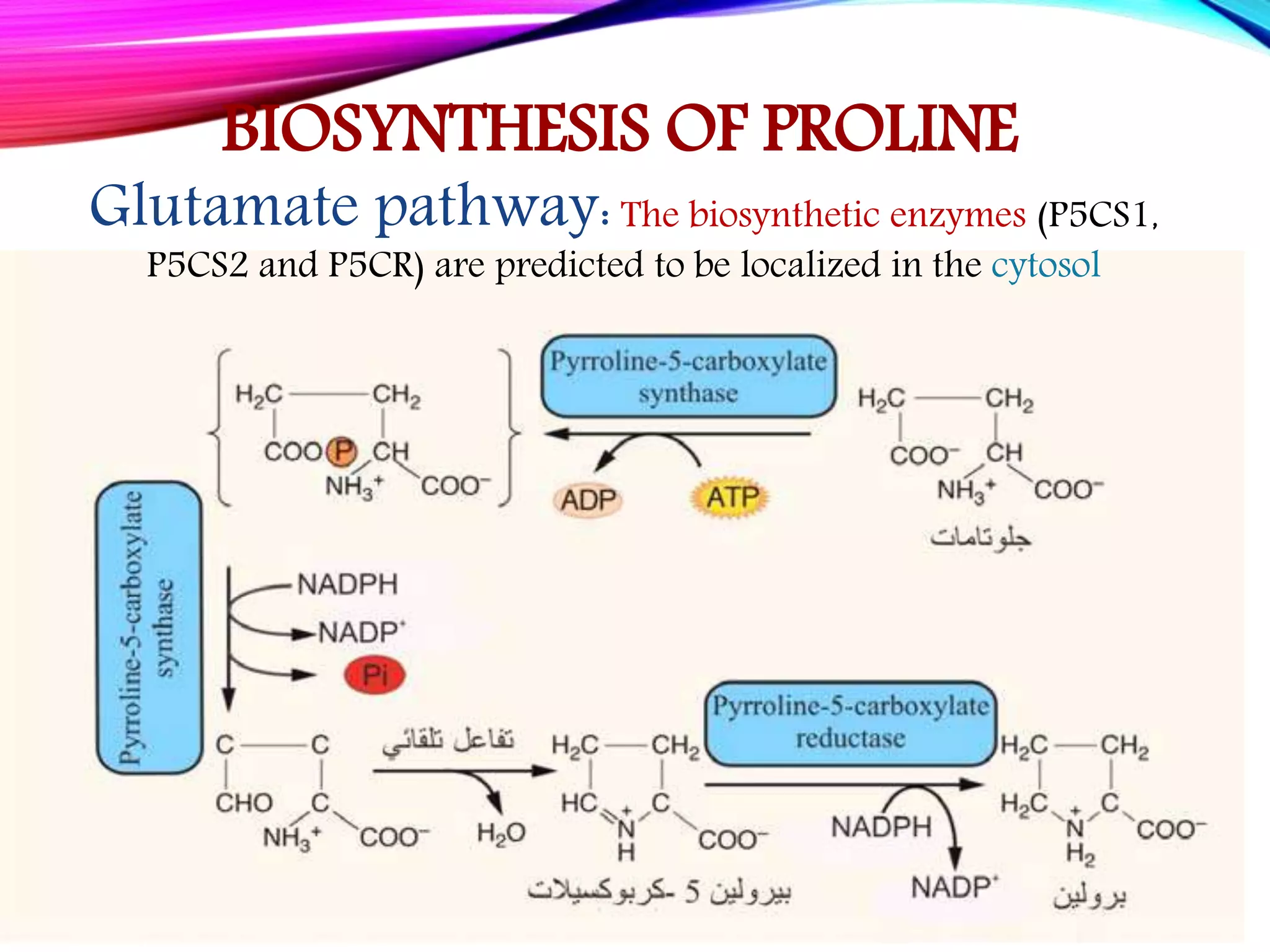 Glutamate pathway:The biosynthetic enzymes (P5CS1,
P5CS2 and P5CR) are predicted to be localized in the cytosol
BIOSYNTHESIS OF PROLINE
 