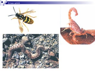 Έντομα, ερπετά

 