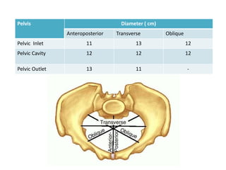 Pelvis Diameter ( cm)
Anteroposterior Transverse Oblique
Pelvic Inlet 11 13 12
Pelvic Cavity 12 12 12
Pelvic Outlet 13 11 -
 