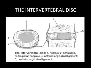 THE INTERVERTEBRAL DISC
• 23 discs exist in spine- absent at atalanto-axial
articulation
• Thinnest- Thoracic region
Thickest- Lumbar region
• Interposed between bodies of vertebrae
• Body- Covered superiorly and inferiorly by an end
plate.
• Ant. longitudinal ligament- Present anteriorly and
laterally and intimately blends with the disc
 