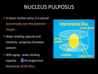 NUCLEUS PULPOSUS
• In lower lumbar spine, it is placed
eccentrically near the posterior
margin.
• Water binding capacity and
elasticity - property of protein
content.
• With aging - water binding
capacity with progressive
dessication of the disc.
 