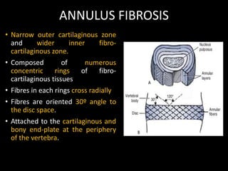 ANNULUS FIBROSIS
• Narrow outer cartilaginous zone
and wider inner fibro-
cartilaginous zone.
• Composed of numerous
concentric rings of fibro-
cartilaginous tissues
• Fibres in each rings cross radially
• Fibres are oriented 30º angle to
the disc space.
• Attached to the cartilaginous and
bony end-plate at the periphery
of the vertebra.
 