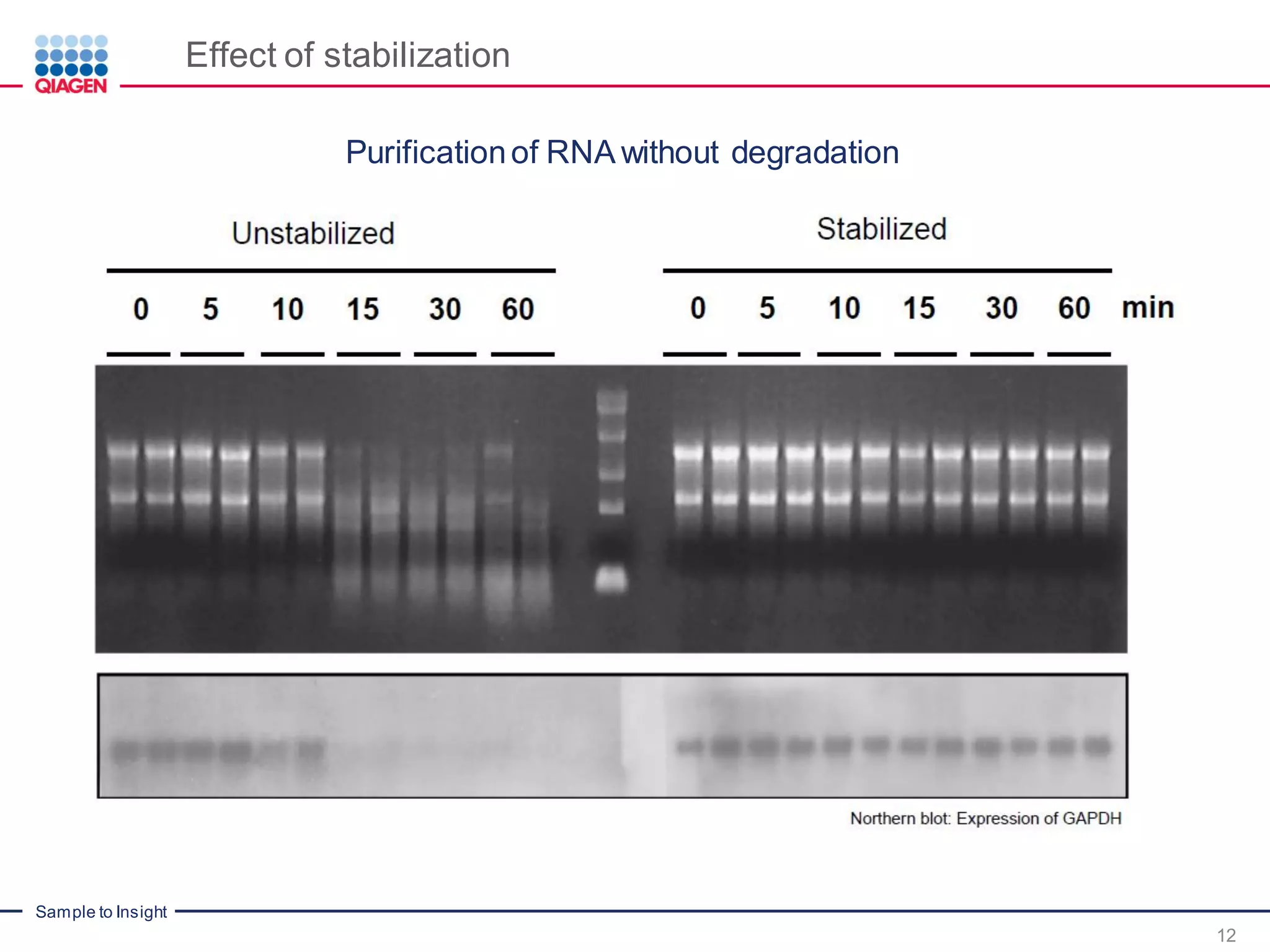 Sample to Insight
Effect of stabilization
12
Purificationof RNA without degradation
 
