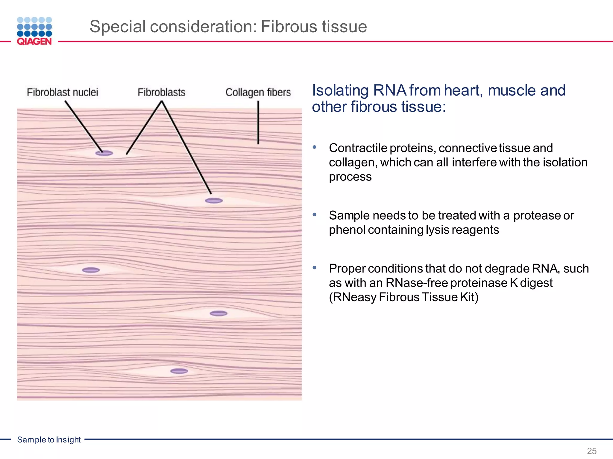 Sample to Insight
Special consideration: Fibrous tissue
25
Isolating RNA from heart, muscle and
other fibrous tissue:
• Contractile proteins, connectivetissue and
collagen, which can all interfere with the isolation
process
• Sample needs to be treated with a protease or
phenol containing lysis reagents
• Proper conditions that do not degrade RNA, such
as with an RNase-free proteinase K digest
(RNeasy Fibrous Tissue Kit)
 