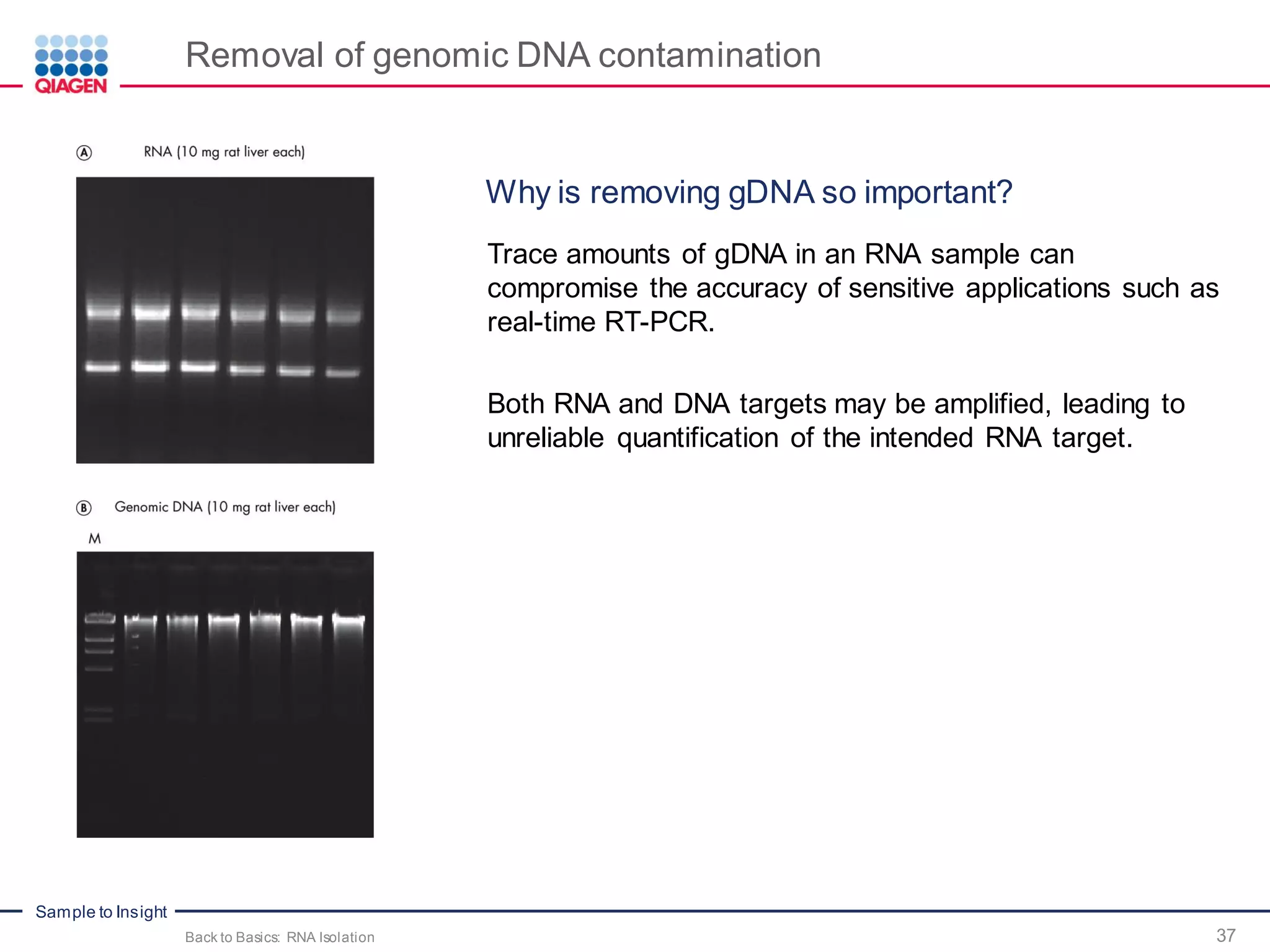 Sample to Insight
Removal of genomic DNA contamination
Back to Basics: RNA Isolation
Why is removing gDNA so important?
Trace amounts of gDNA in an RNA sample can
compromise the accuracy of sensitive applications such as
real-time RT-PCR.
Both RNA and DNA targets may be amplified, leading to
unreliable quantification of the intended RNA target.
37
 