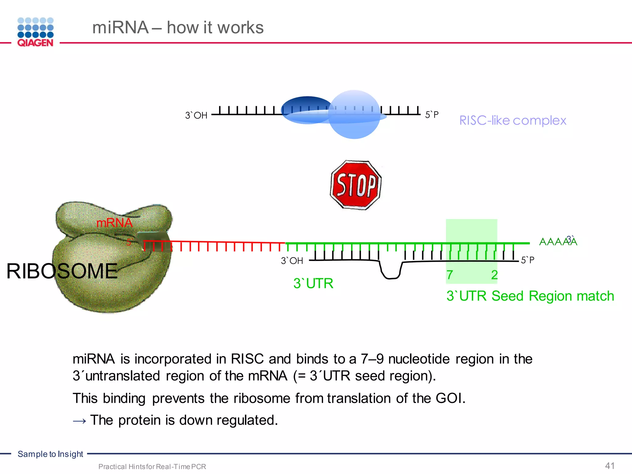 Sample to Insight
RIBOSOME
miRNA – how it works
3`5` AAAAA
mRNA
RISC-like complex
5`P3`OH
5`P3`OH
3`UTR
3`UTR Seed Region match
27
miRNA is incorporated in RISC and binds to a 7–9 nucleotide region in the
3´untranslated region of the mRNA (= 3´UTR seed region).
This binding prevents the ribosome from translation of the GOI.
→ The protein is down regulated.
Practical Hintsfor Real-TimePCR 41
 
