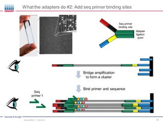 Sample to Insight
13
Adapter
ligation
point
A C TG
A C TG
A C TG
A C TG
A C TG
Seq
primer 1
Seq primer
binding site
Bridge amplification
to form a cluster
Bind primer and sequence
What the adapters do #2: Add seq primer binding sites
Intro to NGS, 11.30.2016
 