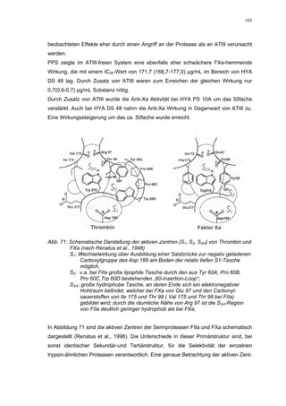 103




beobachteten Effekte eher durch einen Angriff an der Protease als an ATIII verursacht
werden.
PPS zeigte im ATIII-freien System eine ebenfalls eher schwächere FXa-hemmende
Wirkung, die mit einem IC50-Wert von 171,7 (166,7-177,0) µg/mL im Bereich von HYA
DS 48 lag. Durch Zusatz von ATIII waren zum Erreichen der gleichen Wirkung nur
0,7(0,6-0,7) µg/mL Substanz nötig.
Durch Zusatz von ATIII wurde die Anti-Xa Aktivität bei HYA PS 10A um das 55fache
verstärkt. Auch bei HYA DS 48 nahm die Anti-Xa Wirkung in Gegenwart von ATIII zu.
Eine Wirkungssteigerung um das ca. 50fache wurde erreicht.




Abb. 71: Schematische Darstellung der aktiven Zentren (S1, S2, S3/4) von Thrombin und
         FXa (nach Renatus et al., 1998)
         S1: Wechselwirkung über Ausbildung einer Salzbrücke zur negativ geladenen
              Carboxylgruppe des Asp 189 am Boden der relativ tiefen S1-Tasche
              möglich,
         S2: v.a. bei FIIa große lipophile Tasche durch den aus Tyr 60A, Pro 60B,
              Pro 60C,Trp 60D bestehenden „60-Insertion-Loop“;
         S3/4: große hydrophobe Tasche, an deren Ende sich ein elektronegativer
              Hohlraum befindet, welcher bei FXa von Glu 97 und den Carbonyl-
              sauerstoffen von Ile 175 und Thr 98 ( Val 175 und Thr 98 bei FIIa)
              gebildet wird; durch die räumliche Nähe von Arg 97 ist die S3/4-Region
              von FIIa deutlich geringer hydrophob als bei FXa,


In Abbildung 71 sind die aktiven Zentren der Serinproteasen FIIa und FXa schematisch
dargestellt (Renatus et al., 1998). Die Unterschiede in dieser Primärstruktur sind, bei
sonst identischer Sekundär-und Tertiärstruktur, für die Selektivität der einzelnen
trypsin-ähnlichen Proteasen verantwortlich. Eine genaue Betrachtung der aktiven Zent-
 