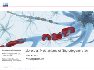 Sample to Insight
Molecular Mechanisms of Neurodegeneration
Wei Cao, Ph.D.
Wei.Cao@qiagen.com
Molecular Mechanisms of Neurodegeneration 1
Contact Technical Support:
BRCsupport@QIAGEN.COM
1-800-362-7737
Webinar-related questions:
QIAwebinars@QIAGEN.com
 