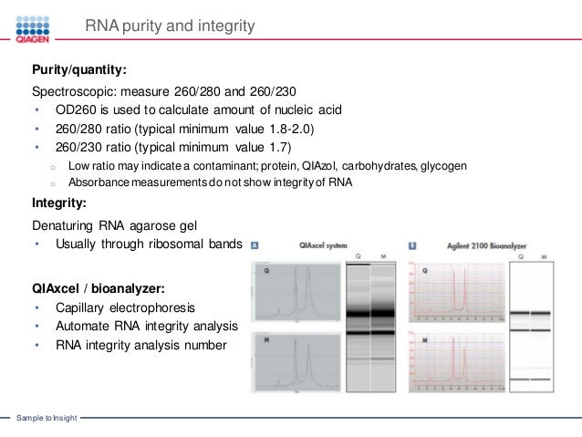 real time pcr q pcr qpcr