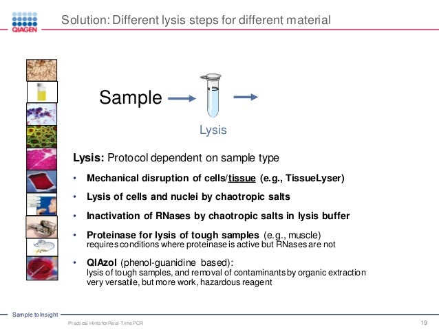 for solution pcr q Practical Successful PCR for Hints for solution pcr q Practical Successful PCR for Hints