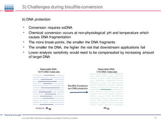 Sample to Insight
3) Challenges during bisulfite conversion
Accurate DNA methylation analysisby successful bisulfite conversion 13
b) DNA protection
• Conversion requires ssDNA
• Chemical conversion occurs at non-physiological pH and temperature which
causes DNA fragmentation
• The more break-points, the smaller the DNA fragments
• The smaller the DNA, the higher the risk that downstream applications fail
• Lower analysis sensitivity would need to be compensated by increasing amount
of target DNA
Bisulfite Conversion
w/o DNA protection
Detectable DNA:
1/15 DNA molecules
Detectable DNA:
10/15 DNA molecules
 
